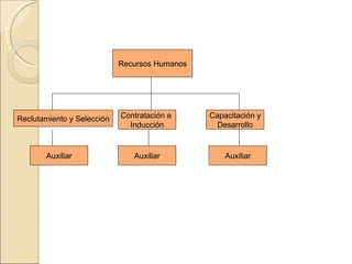Capacitación y Desarrollo Auxiliar Recursos Humanos Auxiliar Contratación e  Inducción Auxiliar Reclutamiento y Selección 