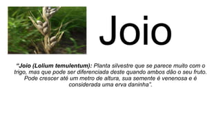 “Joio (Lolium temulentum): Planta silvestre que se parece muito com o
trigo, mas que pode ser diferenciada deste quando ambos dão o seu fruto.
Pode crescer até um metro de altura, sua semente é venenosa e é
considerada uma erva daninha”.
 