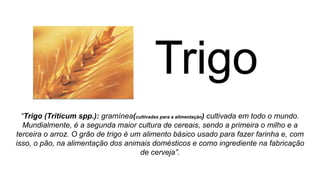 “Trigo (Triticum spp.): gramínea(cultivadas para a alimentação) cultivada em todo o mundo.
Mundialmente, é a segunda maior cultura de cereais, sendo a primeira o milho e a
terceira o arroz. O grão de trigo é um alimento básico usado para fazer farinha e, com
isso, o pão, na alimentação dos animais domésticos e como ingrediente na fabricação
de cerveja”.
 