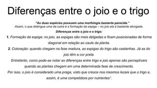 “As duas espécies possuem uma morfologia bastante parecida.”
Assim, o que distingue uma da outra é a formação da espiga – no joio ela é bastante alongada.
Diferenças entre o joio e o trigo:
1. Formação da espiga: no joio, as espigas são mais delgadas e ficam posicionadas de forma
diagonal em relação ao caule da planta.
2. Coloração: quando chegam na fase madura, as espigas do trigo são castanhas. Já as do
joio têm a cor preta.
Entretanto, como pode-se notar as diferenças entre trigo e joio apenas são perceptíveis
quando as plantas chegam em uma determinada fase de crescimento.
Por isso, o joio é considerado uma praga, visto que cresce nos mesmos locais que o trigo e,
assim, é uma competidora por nutrientes”.
 