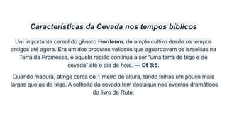 Características da Cevada nos tempos bíblicos
Um importante cereal do gênero Hordeum, de amplo cultivo desde os tempos
antigos até agora. Era um dos produtos valiosos que aguardavam os israelitas na
Terra da Promessa, e aquela região continua a ser “uma terra de trigo e de
cevada” até o dia de hoje. — Dt 8:8.
Quando madura, atinge cerca de 1 metro de altura, tendo folhas um pouco mais
largas que as do trigo. A colheita da cevada tem destaque nos eventos dramáticos
do livro de Rute.
 