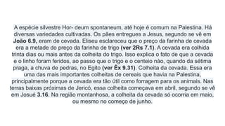 A espécie silvestre Hor- deum spontaneum, até hoje é comum na Palestina. Há
diversas variedades cultivadas. Os pães entregues a Jesus, segundo se vê em
João 6.9, eram de cevada. Eliseu esclareceu que o preço da farinha de cevada
era a metade do preço da farinha de trigo (ver 2Rs 7.1). A cevada era colhida
trinta dias ou mais antes da colheita do trigo. Isso explica o fato de que a cevada
e o linho foram feridos, ao passo que o trigo e o centeio nào, quando da sétima
praga, a chuva de pedras, no Egito (ver Êx 9.31). Colheita da cevada. Essa era
uma das mais importantes colheitas de cereais que havia na Palestina,
principalmente porque a cevada era tão útil como forragem para os animais. Nas
terras baixas próximas de Jericó, essa colheita começava em abril, segundo se vê
em Josué 3.16. Na região montanhosa, a colheita da cevada só ocorria em maio,
ou mesmo no começo de junho.
 
