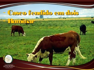 - Casco fendido emdoisCasco fendido emdois
- RuminarRuminar
 