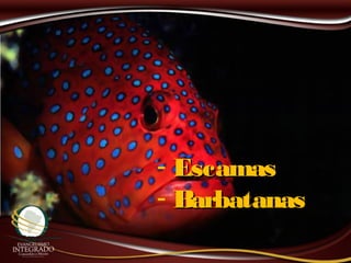 - EscamasEscamas
- BarbatanasBarbatanas
 