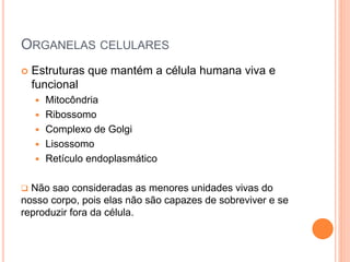 ORGANELAS CELULARES
 Estruturas que mantém a célula humana viva e
funcional
 Mitocôndria
 Ribossomo
 Complexo de Golgi
 Lisossomo
 Retículo endoplasmático
 Não sao consideradas as menores unidades vivas do
nosso corpo, pois elas não são capazes de sobreviver e se
reproduzir fora da célula.
 