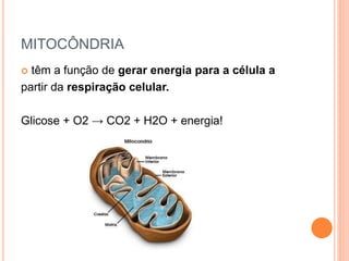 MITOCÔNDRIA
 têm a função de gerar energia para a célula a
partir da respiração celular.
Glicose + O2 → CO2 + H2O + energia!
 