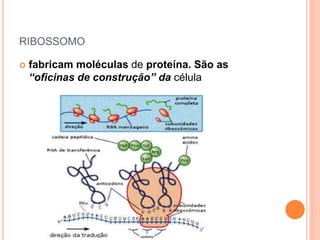 RIBOSSOMO
 fabricam moléculas de proteína. São as
“oficinas de construção” da célula
 