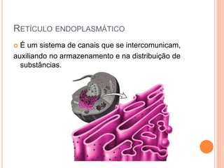 RETÍCULO ENDOPLASMÁTICO
 É um sistema de canais que se intercomunicam,
auxiliando no armazenamento e na distribuição de
substâncias.
 