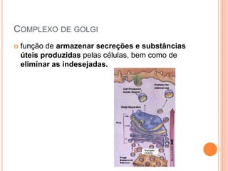COMPLEXO DE GOLGI
 função de armazenar secreções e substâncias
úteis produzidas pelas células, bem como de
eliminar as indesejadas.
 