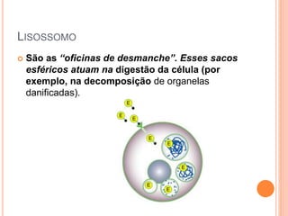 LISOSSOMO
 São as “oficinas de desmanche”. Esses sacos
esféricos atuam na digestão da célula (por
exemplo, na decomposição de organelas
danificadas).
 