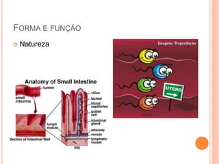 FORMA E FUNÇÃO
 Natureza
 