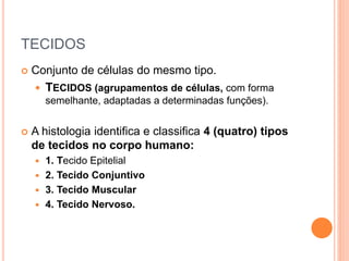 TECIDOS
 Conjunto de células do mesmo tipo.
 TECIDOS (agrupamentos de células, com forma
semelhante, adaptadas a determinadas funções).
 A histologia identifica e classifica 4 (quatro) tipos
de tecidos no corpo humano:
 1. Tecido Epitelial
 2. Tecido Conjuntivo
 3. Tecido Muscular
 4. Tecido Nervoso.
 
