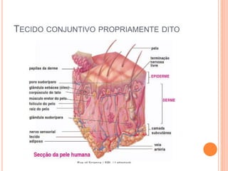 TECIDO CONJUNTIVO PROPRIAMENTE DITO
 