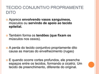 TECIDO CONJUNTIVO PROPRIAMENTE
DITO
 Aparece envolvendo vasos sanguíneos,
músculos ou servindo de apoio ao tecido
epitelial.
 Também forma os tendões (que fixam os
músculos nos ossos).
 A perda do tecido conjuntivo propriamente dito
causa as marcas do envelhecimento (rugas)
 E quando ocorre cortes profundos, ele preenche
espaços entre os tecidos, formando a cicatriz. Um
tecido de preenchimento, diferente do original.
 