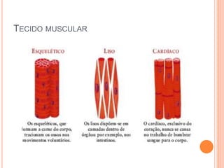 TECIDO MUSCULAR
 