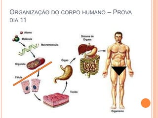 ORGANIZAÇÃO DO CORPO HUMANO – PROVA
DIA 11
 Corpo Humano - organização
 