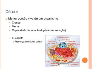 CÉLULA
 Menor porção viva de um organismo
 Cresce
 Morre
 Capacidade de se auto-duplicar (reprodução)
 Eucarioto
 Presença de núcleo celular
 