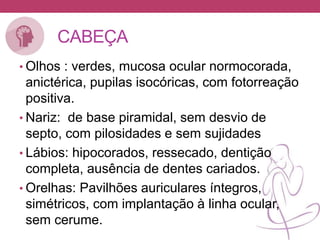 CABEÇA
• Olhos : verdes, mucosa ocular normocorada,
anictérica, pupilas isocóricas, com fotorreação
positiva.
• Nariz: de base piramidal, sem desvio de
septo, com pilosidades e sem sujidades
• Lábios: hipocorados, ressecado, dentição
completa, ausência de dentes cariados.
• Orelhas: Pavilhões auriculares íntegros,
simétricos, com implantação à linha ocular,
sem cerume.
 