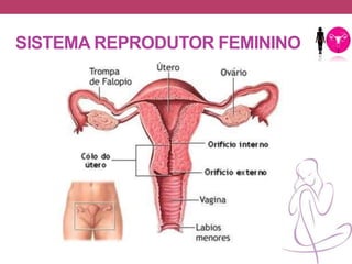 SISTEMA REPRODUTOR FEMININO
 