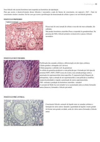Embriologia 10
Esse folículo não secreta hormônios nem responde aos hormônios da reprodução.
Para que ocorra o desenvolvimento desses folículos é necessária a ação de fatores de crescimento, em especial o IGF - Fator de
crescimento similar a insulina. Ele faz com que ocorra a proliferação da monocamada de células e passe a ser um folículo primário.
FOLÍCULO PRIMÁRIO
Possui mais de uma camada de células e essa não são mais achatadas, são
cubóides.
Não produz hormônios esteróides.Passa a responder às gonadotrofinas. Na
presença de FSH o folículo primário se desenvolve e passa a folículo
secundário.
FOLÍCULO SECUNDÁRIO:
Proliferação das camadas celulares e diferenciação em dois tipos celulares:
Células grandes e alongadas (cél. da teca)
Células pequenas e cubóides (cél. da granulosa)
As células da granulosa produzem a zona pelúcida que é formada por três tipos de
proteínas PZP1; PZP2 e PZP3 (casca do óvulo), essa camada protege contra a
penetração de espermatozóides intra-específica. É responsável pelo bloqueio da
poliespermia. Após a entrada de um espermatozóide a zona pelúcida se modifica
(muda de polaridade) e impede a penetração de outros espermatozóides.
FSH - estimula a produção de hormônios esteróides - estradiol
A secreção de fluído rico em estradiol vai se acumulando entre as células formando
antros (buracos), formando o folículo pré-antral.
FOLÍCULO PRÉ-ANTRAL:
Crescimento folículo, acúmulo de líquido entre as camadas celulares e
formação de vários antros. Quando a quantidade de líquido é muito grande
irá formar uma grande cavidade, união de vários antros formando o folículo
antral.
 