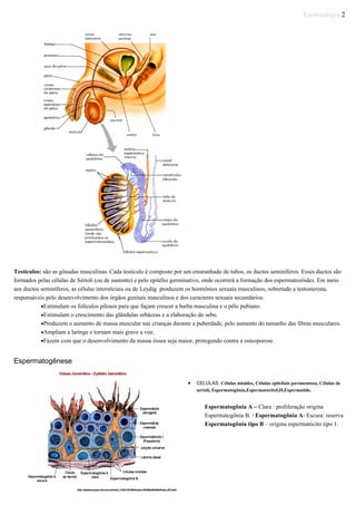 Embriologia 2
Testículos: são as gônadas masculinas. Cada testículo é composto por um emaranhado de tubos, os ductos seminíferos. Esses ductos são
formados pelas células de Sértoli (ou de sustento) e pelo epitélio germinativo, onde ocorrerá a formação dos espermatozóides. Em meio
aos ductos seminíferos, as células intersticiais ou de Leydig produzem os hormônios sexuais masculinos, sobretudo a testosterona,
responsáveis pelo desenvolvimento dos órgãos genitais masculinos e dos caracteres sexuais secundários:
•Estimulam os folículos pilosos para que façam crescer a barba masculina e o pêlo pubiano.
•Estimulam o crescimento das glândulas sebáceas e a elaboração do sebo.
•Produzem o aumento de massa muscular nas crianças durante a puberdade, pelo aumento do tamanho das fibras musculares.
•Ampliam a laringe e tornam mais grave a voz.
•Fazem com que o desenvolvimento da massa óssea seja maior, protegendo contra a osteoporose.
Espermatogênese
• CELULAS: Células mioides, Células epiteliais pavimentosa, Células de
sertoli, Espermatogônia,EspermatocitoΙ,ΙΙ,Espermatide.
Espermatogônia A – Clara : proliferação origina
Espermatogônia B. / Espermatogônia A- Escura: reserva
Espermatogônia tipo B – origina espermatócito tipo 1.
 