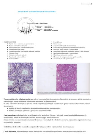 Embriologia 3
CELULAS SERTOLI
• Suporte físico e nutricional das espermatogônias
• Forma a barreira hemato testicular
• Síntese e liberação de hormônio antimulleriano
• Síntese e liberação de inibina
• Síntese e liberação de ABP-proteinas ligadora de andrógeno
• Síntese de frutose
• Síntese de transferência testicular
• Fagocitose de resíduos celulares
• Ductos epidídimo
• Ducto deferente
• Células basais
• compartimentalização do túbulo seminífero
• nutrição das cels germinativas (compartilhamento adluminal)
• secreção de fluídos testicular p/ o lúmen tubular
• Espermiação (espermátides alongadas se destacam e caem no lúmen).
• Fagocitose (cels degeneradas e corpos residuais)
• Metabolismo de hormônios esteróides.
• Movimento das cels germinativas no epitélio seminífero
• sincronização do acido espermatogênico
Tubos seminíferos(ou túbulos seminíferos): onde os espermatozóides são produzidos. Dentro deles se encontra o epitélio germinativo,
constituído por células que estão se diferenciando para formar os espermatozóides.
Os tubos seminíferos são revestidos por uma camada conjuntiva e contêm em seu interior um epitélio constituído basicamente por dois
tipos celulares
• Células de Sertoli - com funções de nutrição e sustentação dos espermatozóides.
• Células da linhagem germinativa, produtoras de espermatozóides.
Espermatogônias: estão localizadas na periferia dos tubos seminíferos. Durante a puberdade estas células diplóides (possuem 2n
cromossomas), entram em proliferação constante, dividindo-se por mitoses sucessivas.
No crescimento, estas aumentam de volume devido à síntese e acumulação de substâncias de reserva, originando os espermatócitos I (ou
espermatócitos primários).
Epidídimos: são dois tubos enovelados que partem dos testículos, onde os espermatozóides são armazenados.
Canais deferentes: são dois tubos que partem dos testículos, circundam a bexiga urinária e unem-se ao ducto ejaculatório, onde
 