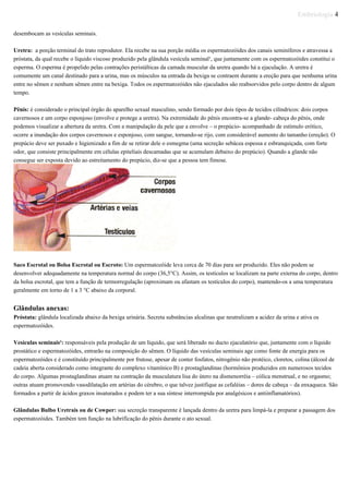 Embriologia 4
desembocam as vesículas seminais.
Uretra: a porção terminal do trato reprodutor. Ela recebe na sua porção média os espermatozóides dos canais seminíferos e atravessa a
próstata, da qual recebe o líquido viscoso produzido pela glândula vesícula seminal¹, que juntamente com os espermatozóides constitui o
esperma. O esperma é propelido pelas contrações peristálticas da camada muscular da uretra quando há a ejaculação. A uretra é
comumente um canal destinado para a urina, mas os músculos na entrada da bexiga se contraem durante a ereção para que nenhuma urina
entre no sêmen e nenhum sêmen entre na bexiga. Todos os espermatozóides não ejaculados são reabsorvidos pelo corpo dentro de algum
tempo.
Pênis: é considerado o principal órgão do aparelho sexual masculino, sendo formado por dois tipos de tecidos cilíndricos: dois corpos
cavernosos e um corpo esponjoso (envolve e protege a uretra). Na extremidade do pênis encontra-se a glande- cabeça do pênis, onde
podemos visualizar a abertura da uretra. Com a manipulação da pele que a envolve – o prepúcio- acompanhado de estímulo erótico,
ocorre a inundação dos corpos cavernosos e esponjoso, com sangue, tornando-se rijo, com considerável aumento do tamanho (ereção). O
prepúcio deve ser puxado e higienizado a fim de se retirar dele o esmegma (uma secreção sebácea espessa e esbranquiçada, com forte
odor, que consiste principalmente em células epiteliais descamadas que se acumulam debaixo do prepúcio). Quando a glande não
consegue ser exposta devido ao estreitamento do prepúcio, diz-se que a pessoa tem fimose.
Saco Escrotal ou Bolsa Escrotal ou Escroto: Um espermatozóide leva cerca de 70 dias para ser produzido. Eles não podem se
desenvolver adequadamente na temperatura normal do corpo (36,5°C). Assim, os testículos se localizam na parte externa do corpo, dentro
da bolsa escrotal, que tem a função de termorregulação (aproximam ou afastam os testículos do corpo), mantendo-os a uma temperatura
geralmente em torno de 1 a 3 °C abaixo da corporal.
Glândulas anexas:
Próstata: glândula localizada abaixo da bexiga urinária. Secreta substâncias alcalinas que neutralizam a acidez da urina e ativa os
espermatozóides.
Vesículas seminais¹: responsáveis pela produção de um líquido, que será liberado no ducto ejaculatório que, juntamente com o líquido
prostático e espermatozóides, entrarão na composição do sêmen. O líquido das vesículas seminais age como fonte de energia para os
espermatozóides e é constituído principalmente por frutose, apesar de conter fosfatos, nitrogênio não protéico, cloretos, colina (álcool de
cadeia aberta considerado como integrante do complexo vitamínico B) e prostaglandinas (hormônios produzidos em numerosos tecidos
do corpo. Algumas prostaglandinas atuam na contração da musculatura lisa do útero na dismenorréia – cólica menstrual, e no orgasmo;
outras atuam promovendo vasodilatação em artérias do cérebro, o que talvez justifique as cefaléias – dores de cabeça – da enxaqueca. São
formados a partir de ácidos graxos insaturados e podem ter a sua síntese interrompida por analgésicos e antiinflamatórios).
Glândulas Bulbo Uretrais ou de Cowper: sua secreção transparente é lançada dentro da uretra para limpá-la e preparar a passagem dos
espermatozóides. Também tem função na lubrificação do pênis durante o ato sexual.
 