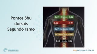 Pontos Shu
dorsais
Segundo ramo
 