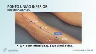 PONTO UNIÃO INFERIOR
INTESTINO GROSSO
• E37 - 6 cun inferior a E35, 1 cun lateral à tíbia.
 