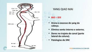 YANG QIAO MAI
• B62 – ID3
• Drena o excesso de yang da
cabeça.
• Elimina vento interno e externo.
• Dores no trajeto do canal (parte
lateral da coluna).
• Patologias do SNC
 