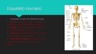 Esqueleto Humano
• O esqueleto humano tem diferentes funções:
• suporte - dá forma ao corpo, fornecendo uma
estrutura que suporta os tecidos e os órgãos;
• proteção – protege alguns órgãos vitais, como
o cérebro, os pulmões, o coração…;
• locomoção – permite o movimento, juntamente
com os músculos e as articulações;
• reserva de sais minerais – funciona como uma
reserva de substâncias, como o cálcio e o
fósforo.
 