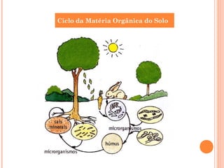 Ciclo da Matéria Orgânica do Solo
 