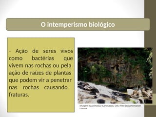 O intemperismo biológico
como bactérias
- Ação de seres vivos
que
vivem nas rochas ou pela
ação de raízes de plantas
que podem vir a penetrar
nas rochas causando
fraturas.
Imagem: Guarinos02/ Carlosassis/ GNU Free Documentation
License
 