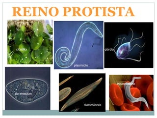 REINO PROTISTA
clorófita
tripanossomo
giárdia
paramecium
diatomáceas
plasmódio
 