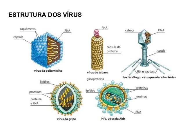 Resultado de imagem para IMAGENS DE ESTRUTURA DOS VIRUS