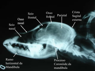 Seio frontal Parietal Osso  frontal Seio nasal Osso nasal Crista Sagital externa Osso nasal Ramo horizontal da Mandíbula Processo Coronóide da mandíbula 
