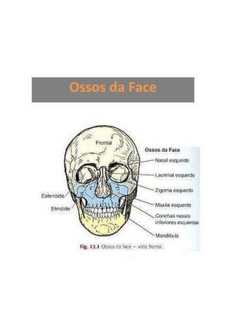 Ossos da Face
 