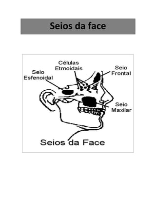 Seios da face
 