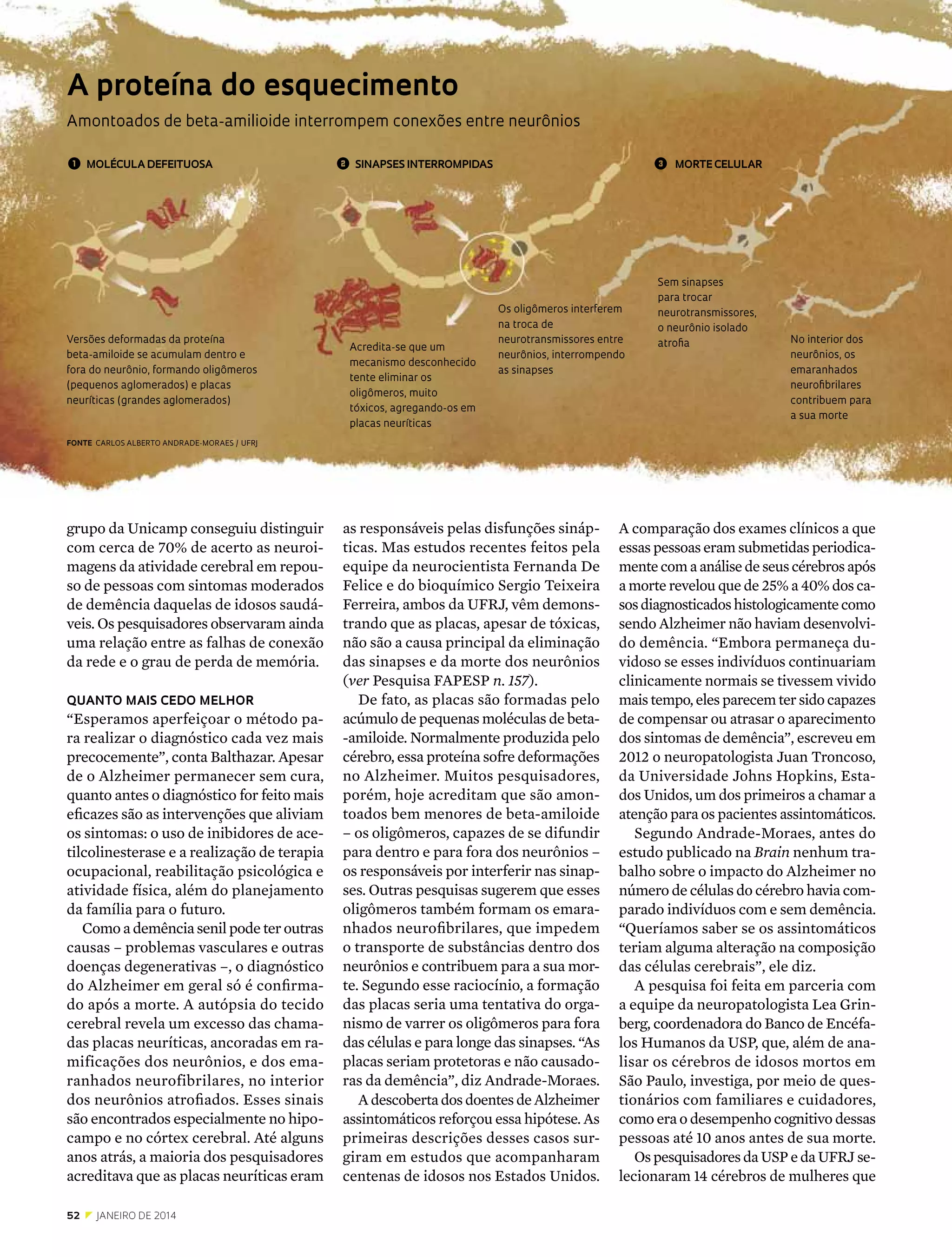 A proteína do esquecimento
Amontoados de beta-amilioide interrompem conexões entre neurônios
1  molécula defeituosa

Versões deformadas da proteína
beta-amiloide se acumulam dentro e
fora do neurônio, formando oligômeros
(pequenos aglomerados) e placas
neuríticas (grandes aglomerados)

2 SINAPSEs interrompidas

Acredita-se que um
mecanismo desconhecido
tente eliminar os
oligômeros, muito
tóxicos, agregando-os em
placas neuríticas

3 

Os oligômeros interferem
na troca de
neurotransmissores entre
neurônios, interrompendo
as sinapses

morte celular

Sem sinapses
para trocar
neurotransmissores,
o neurônio isolado
atrofia

No interior dos
neurônios, os
emaranhados
neurofibrilares
contribuem para
a sua morte

Fonte  carlos alberto andrade-moraes / ufrj

grupo da Unicamp conseguiu distinguir
com cerca de 70% de acerto as neuroimagens da atividade cerebral em repouso de pessoas com sintomas moderados
de demência daquelas de idosos saudáveis. Os pesquisadores observaram ainda
uma relação entre as falhas de conexão
da rede e o grau de perda de memória.
quanto mais cedo melhor

“Esperamos aperfeiçoar o método para realizar o diagnóstico cada vez mais
precocemente”, conta Balthazar. Apesar
de o Alzheimer permanecer sem cura,
quanto antes o diagnóstico for feito mais
eficazes são as intervenções que aliviam
os sintomas: o uso de inibidores de acetilcolinesterase e a realização de terapia
ocupacional, reabilitação psicológica e
atividade física, além do planejamento
da família para o futuro.
Como a demência senil pode ter outras
causas – problemas vasculares e outras
doenças degenerativas –, o diagnóstico
do Alzheimer em geral só é confirmado após a morte. A autópsia do tecido
cerebral revela um excesso das chamadas placas neuríticas, ancoradas em ramificações dos neurônios, e dos emaranhados neurofibrilares, no interior
dos neurônios atrofiados. Esses sinais
são encontrados especialmente no hipocampo e no córtex cerebral. Até alguns
anos atrás, a maioria dos pesquisadores
acreditava que as placas neuríticas eram
52  z  janeiro DE 2014

as responsáveis pelas disfunções sinápticas. Mas estudos recentes feitos pela
equipe da neurocientista Fernanda De
Felice e do bioquímico Sergio Teixeira
Ferreira, ambos da UFRJ, vêm demonstrando que as placas, apesar de tóxicas,
não são a causa principal da eliminação
das sinapses e da morte dos neurônios
(ver Pesquisa FAPESP n. 157).
De fato, as placas são formadas pelo
acúmulo de pequenas moléculas de beta-amiloide. Normalmente produzida pelo
cérebro, essa proteína sofre deformações
no Alzheimer. Muitos pesquisadores,
porém, hoje acreditam que são amontoados bem menores de beta-amiloide
– os oligômeros, capazes de se difundir
para dentro e para fora dos neurônios –
os responsáveis por interferir nas sinapses. Outras pesquisas sugerem que esses
oligômeros também formam os emaranhados neurofibrilares, que impedem
o transporte de substâncias dentro dos
neurônios e contribuem para a sua morte. Segundo esse raciocínio, a formação
das placas seria uma tentativa do organismo de varrer os oligômeros para fora
das células e para longe das sinapses. “As
placas seriam protetoras e não causadoras da demência”, diz Andrade-Moraes.
A descoberta dos doentes de Alzheimer
assintomáticos reforçou essa hipótese. As
primeiras descrições desses casos surgiram em estudos que acompanharam
centenas de idosos nos Estados Unidos.

A comparação dos exames clínicos a que
essas pessoas eram submetidas periodicamente com a análise de seus cérebros após
a morte revelou que de 25% a 40% dos casos diagnosticados histologicamente como
sendo Alzheimer não haviam desenvolvido demência. “Embora permaneça duvidoso se esses indivíduos continuariam
clinicamente normais se tivessem vivido
mais tempo, eles parecem ter sido capazes
de compensar ou atrasar o aparecimento
dos sintomas de demência”, escreveu em
2012 o neuropatologista Juan Troncoso,
da Universidade Johns Hopkins, Estados Unidos, um dos primeiros a chamar a
atenção para os pacientes assintomáticos.
Segundo Andrade-Moraes, antes do
estudo publicado na Brain nenhum trabalho sobre o impacto do Alzheimer no
número de células do cérebro havia comparado indivíduos com e sem demência.
“Queríamos saber se os assintomáticos
teriam alguma alteração na composição
das células cerebrais”, ele diz.
A pesquisa foi feita em parceria com
a equipe da neuropatologista Lea Grinberg, coordenadora do Banco de Encéfalos Humanos da USP, que, além de analisar os cérebros de idosos mortos em
São Paulo, investiga, por meio de questionários com familiares e cuidadores,
como era o desempenho cognitivo dessas
pessoas até 10 anos antes de sua morte.
Os pesquisadores da USP e da UFRJ selecionaram 14 cérebros de mulheres que

 
