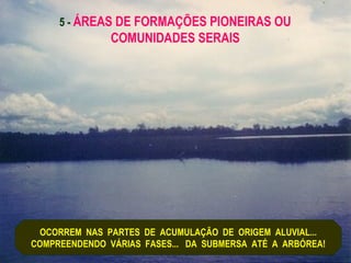5 - ÁREAS DE FORMAÇÕES PIONEIRAS OU
               COMUNIDADES SERAIS




 OCORREM NAS PARTES DE ACUMULAÇÃO DE ORIGEM ALUVIAL...
COMPREENDENDO VÁRIAS FASES... DA SUBMERSA ATÉ A ARBÓREA!
 