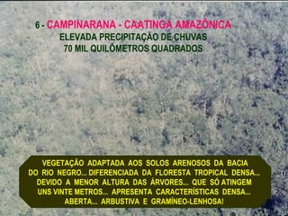 6 - CAMPINARANA - CAATINGA AMAZÔNICA
       ELEVADA PRECIPITAÇÃO DE CHUVAS
        70 MIL QUILÔMETROS QUADRADOS




   VEGETAÇÃO ADAPTADA AOS SOLOS ARENOSOS DA BACIA
DO RIO NEGRO... DIFERENCIADA DA FLORESTA TROPICAL DENSA...
  DEVIDO A MENOR ALTURA DAS ÁRVORES... QUE SÓ ATINGEM
  UNS VINTE METROS... APRESENTA CARACTERÍSTICAS DENSA...
         ABERTA... ARBUSTIVA E GRAMÍNEO-LENHOSA!
 