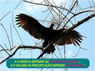 A FLORESTA DEPENDE DO VOLUME DAS CHUVAS....
E O VOLUME DA PRECIPITAÇÃO DEPENDE DA FLORESTA!
 