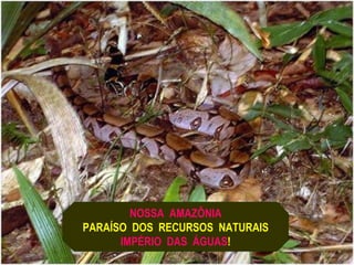 NOSSA AMAZÔNIA
PARAÍSO DOS RECURSOS NATURAIS
      IMPÉRIO DAS ÁGUAS!
 