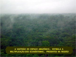 A VASTIDÃO DO ESPAÇO AMAZÔNICO... ESTIMULA A
MULTIPLICAÇÃO DOS ECOSSISTEMAS... PRESENTES NA REGIÃO!
 