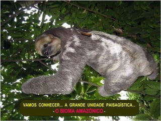 VAMOS CONHECER... A GRANDE UNIDADE PAISAGÍSTICA...
           - O BIOMA AMAZÔNICO -
 