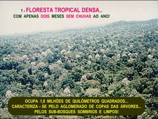 1 - FLORESTA TROPICAL DENSA...
COM APENAS DOIS MESES SEM CHUVAS AO ANO!




     OCUPA 1,8 MILHÕES DE QUILÔMETROS QUADRADOS...
CARACTERIZA – SE PELO AGLOMERADO DE COPAS DAS ÁRVORES...
          PELOS SUB-BOSQUES SOMBRIOS E LIMPOS!
 