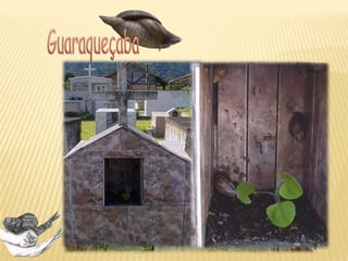 Competição Mecanismos que
favorecem:
distribuição, ter
ritorialidade,
dispersão
Fischer & Latoski (Pibic)
Novo estudo:
Influência da densidade no
desenvolvimento e dispersão
 