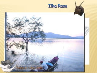 Semioquímicos contato
Intraespecífico
Interespecífico
Semioquímicos -
voláteis
Novo estudo:
Moléculas atrativas
Estudos podem ajudar a definir
quais substâncias são atrativas.
 