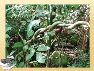 5. Presença de deformidades e manchas no corpo e na concha
Idade e saúde da
População
Diferentes fenótipos
Má formações
Homozigose?
Toxicidade ?
Exaustão de recursos?
Influência solo?
Podem informar
sobre declínio da
população, presen
ça de doenças.
 
