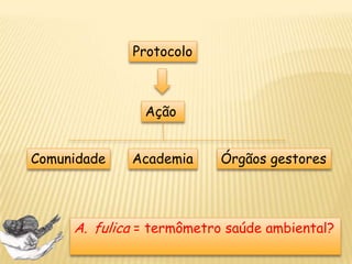 Concha com cicatriz
e descalcificação
Mancha no corpo
Podem caracterizar
presença de predadores
ou quedas
Presença de
Bactérias
Nering, 2007 e 2008 (TCC
 